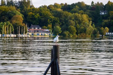 Bir martı gölün kıyısındaki bir direkte oturur.