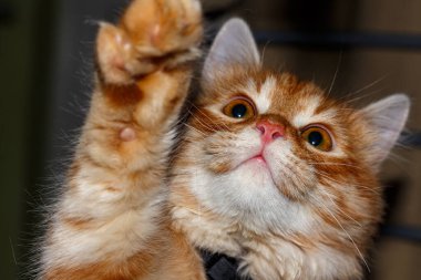 Komik bir kızıl kedi portresi.