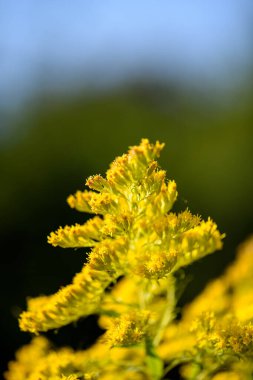 Çiçeklenmiş güzel çiçeklerin ilginç bir fotoğrafı.