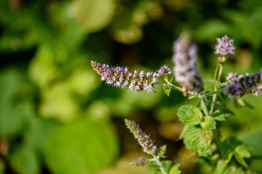 Çiçeklenmiş güzel çiçeklerin ilginç bir fotoğrafı.