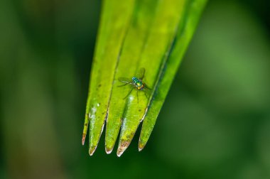 A small fly sits on a green leaf clipart