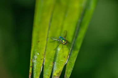 Küçük bir sinek yeşil bir yaprağın üzerinde oturur.