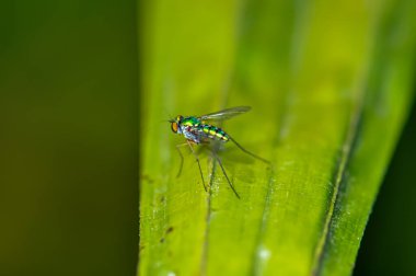 Küçük bir sinek yeşil bir yaprağın üzerinde oturur.