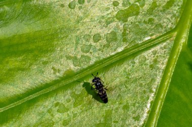 A small fly sits on a green leaf clipart