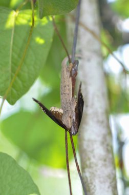 Kertenkele kelebeği yakaladı ve onu yedi.