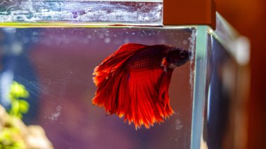 Nano akvaryumdaki akvaryum balığı. Kırmızı betta balığı..