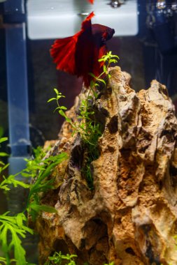 Nano akvaryumdaki akvaryum balığı. Kırmızı betta balığı..