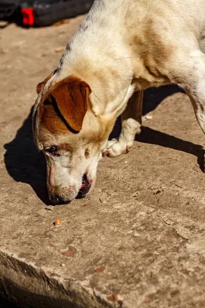 Sokaktaki Jack Russell Terrier köpeğinin fotoğrafı.