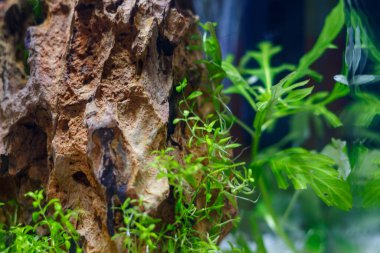 Genç nano akvaryum. Yeni açılmış akvaryum.