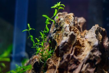 Genç nano akvaryum. Yeni açılmış akvaryum.