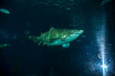 Okyanustaki deniz akvaryumu