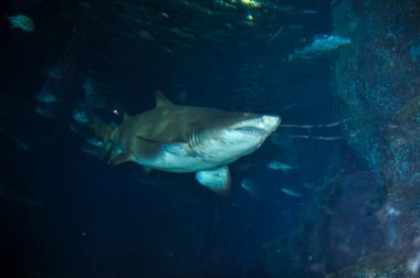 Okyanustaki deniz akvaryumu