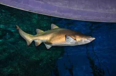 Okyanustaki deniz akvaryumu