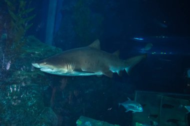 Okyanustaki deniz akvaryumu