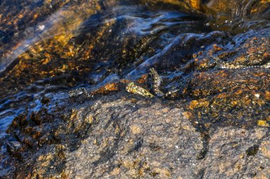 Deniz kıyısındaki bir kayanın üzerinde bir armalı blenny bulunur. Coryphoblennius galerita