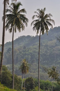 Tayland 'da okyanus kıyısında palmiye ağaçları olan güzel doğa.