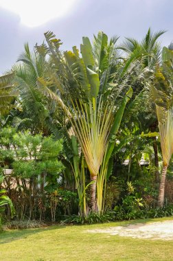 Tayland 'da okyanus kıyısında palmiye ağaçları olan güzel doğa.