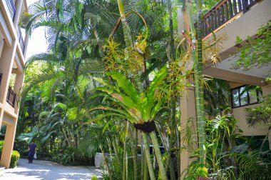 Tayland 'daki otelin bölgesinde çarpıcı bir doğa.