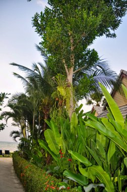 Tayland 'daki otelin bölgesinde çarpıcı bir doğa.