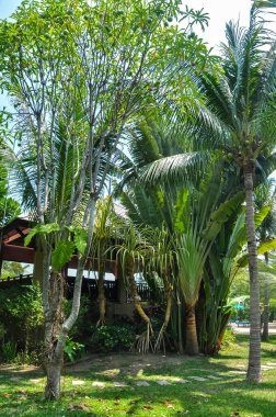 Tayland 'daki otelin bölgesinde çarpıcı bir doğa.