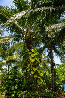 Tayland 'daki otelin bölgesinde çarpıcı bir doğa.