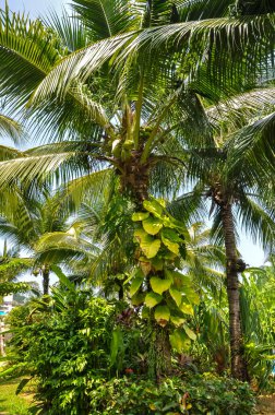 Tayland 'daki otelin bölgesinde çarpıcı bir doğa.