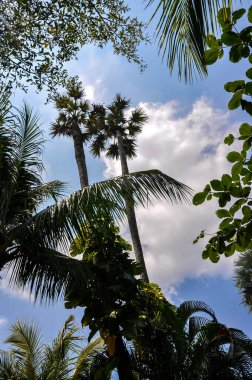 Tayland 'daki otelin bölgesinde çarpıcı bir doğa.