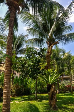 Tayland 'daki otelin bölgesinde çarpıcı bir doğa.