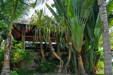 Tayland 'daki otelin bölgesinde çarpıcı bir doğa.