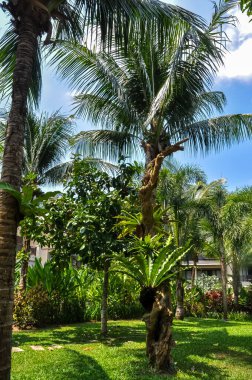 Tayland 'daki otelin bölgesinde çarpıcı bir doğa.