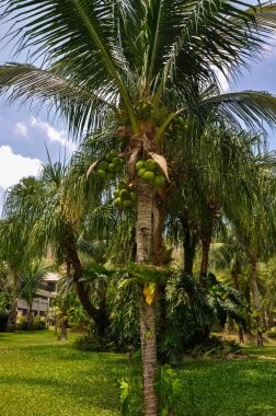 Tayland 'daki otelin bölgesinde çarpıcı bir doğa.