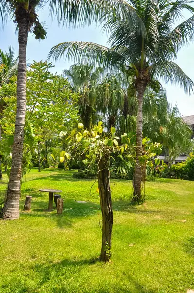 Tayland 'daki otelin bölgesinde çarpıcı bir doğa.