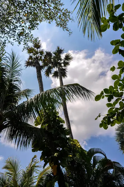 Tayland 'daki otelin bölgesinde çarpıcı bir doğa.