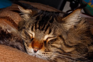 Gri Maine Rakunu Yatakta dinleniyor