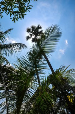 Tayland 'ın Phuket Adası Ormanında Olağandışı Bitki