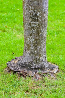 Tayland 'ın Phuket Adası Ormanında Olağandışı Bitki