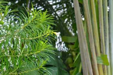 Tayland 'ın Phuket Adası Ormanında Olağandışı Bitki