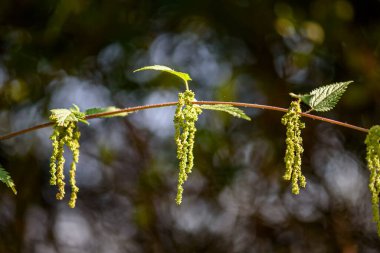 Urtica dioica or stinging nettle, in the garden. clipart