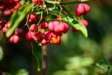 Almanya 'da Avrupa Milli Ağacı ya da Euonymus Avrupaeus yetişir