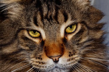 Maine Rakunu 'nun muhteşem portresi. Büyük bir evcil kedinin yüzü.