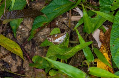 Udaspes folusu yeşil bir yaprağa oturur.