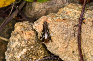 Udaspes folusu yeşil bir yaprağa oturur.