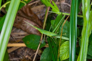 Bir böcek yeşil yaprağın üzerinde oturur.