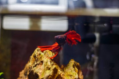 Kırmızı betta balıklı Nano akvaryum