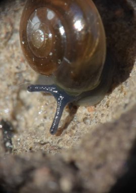 Yerde sürünen küçük bir salyangoz. Makro