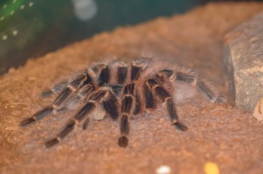Tayland 'da bir teraryumda Şili Gülü Tarantulası