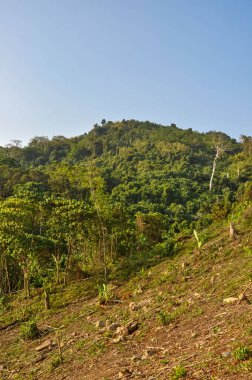 Tayland 'ın ormanlarında güzel doğa