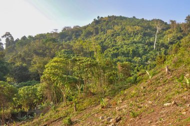 Tayland 'ın ormanlarında güzel doğa