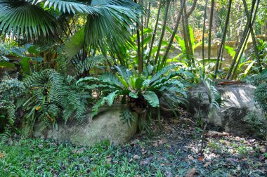 Tayland 'ın ormanlarında güzel doğa