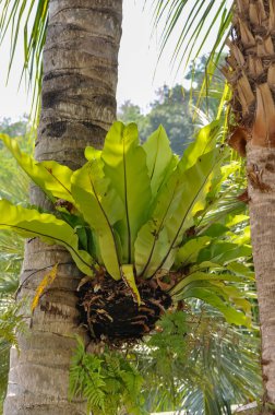 Tayland 'ın ormanlarında güzel doğa